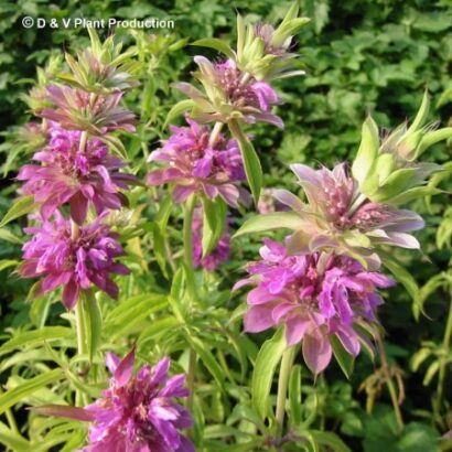 Monarda citriodora - citroenbergamot