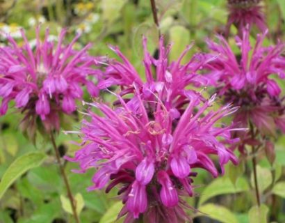 Monarda didyma - bergamotplant