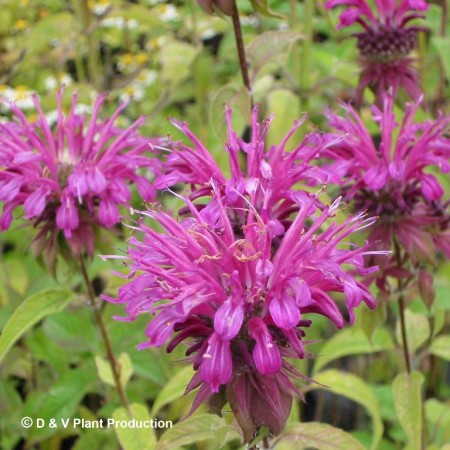 Monarda didyma - bergamotplant