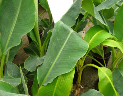 Musella lasiocarpa - bananenplant