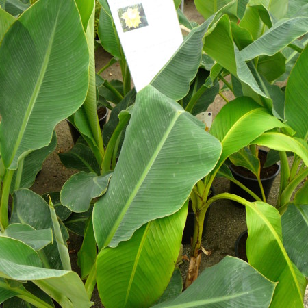 Musella lasiocarpa - bananenplant