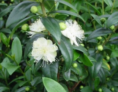 Myrtus communis - mirt