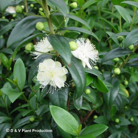 Myrtus communis - mirt