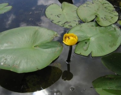 Nuphar ‘Lutea’