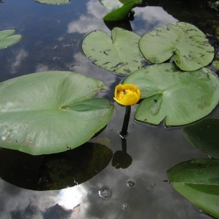 Nuphar ‘Lutea’ - waterlelie; geschikt voor middelgrote en grote vijvers