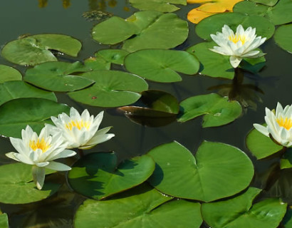 Nymphea ‘Marliaca Albida’ - waterlelie; geschikt voor middelgrote en grote vijvers