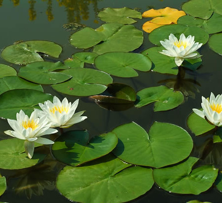 Nymphea ‘Marliaca Albida’ - waterlelie; geschikt voor middelgrote en grote vijvers