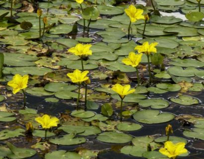 Nymphoides peltata - watergentiaan