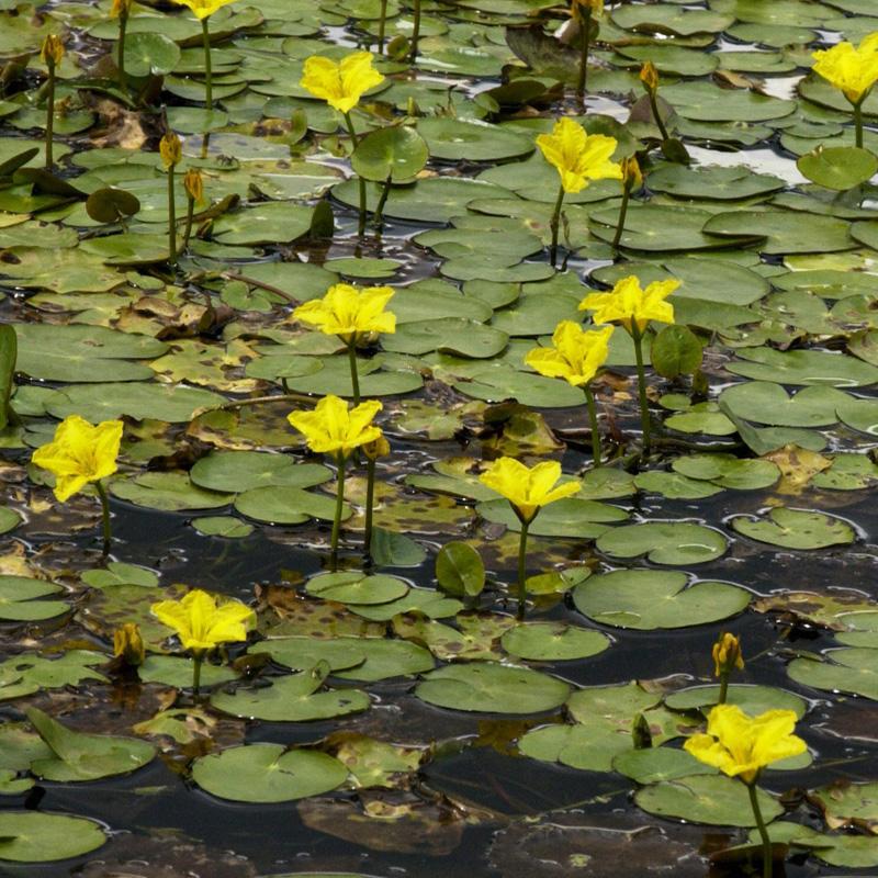 Nymphoides peltata - watergentiaan