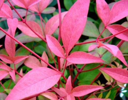 Nandina ‘Magical Sunrise’ - schijnbamboe