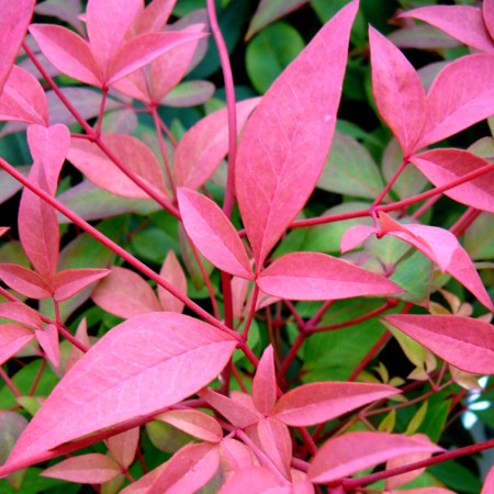 Nandina ‘Magical Sunrise’ - schijnbamboe