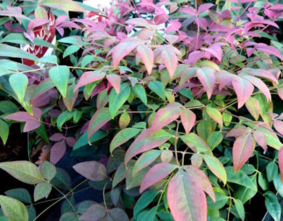 Nandina domestica ‘Obsessed’ - schijnbamboe