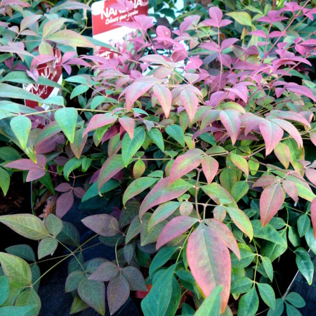 Nandina domestica ‘Obsessed’ - schijnbamboe