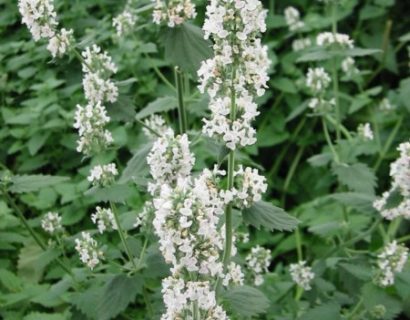 Nepeta cataria ‘Citriodoria’ - kattekruid