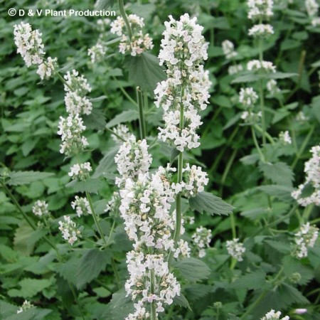 Nepeta cataria ‘Citriodoria’ - kattekruid