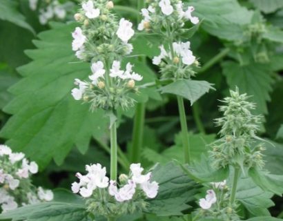 Nepeta cataria - kattekruid