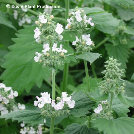 Nepeta cataria - kattekruid