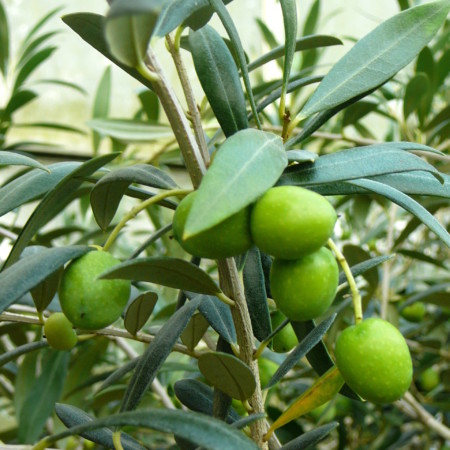 Olea europea - olijf