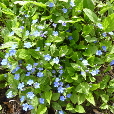 Omphalodes verna - Amerikaans vergeet-mij-nietje