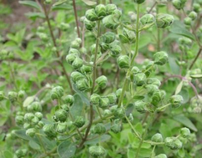 Origanum majorana