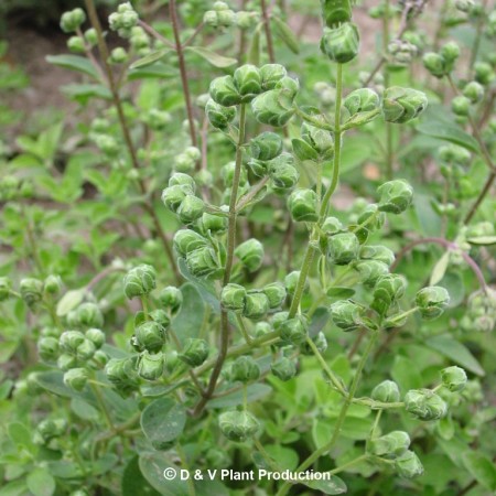 Origanum majorana - marjolein