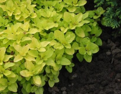 Origanum vulgare ‘Acorn Bank’ - gele oregano