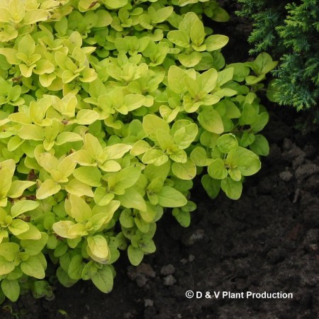 Origanum vulgare ‘Acorn Bank’ - gele oregano