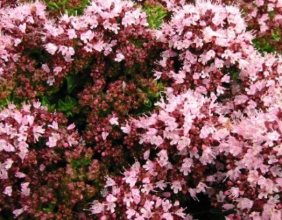 Origanum vulgare ‘Compactum’ - compacte oregano