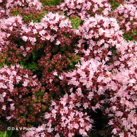 Origanum vulgare ‘Compactum’ - compacte oregano