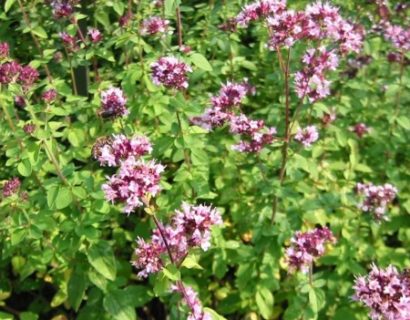 Origanum vulgare - wilde marjolein