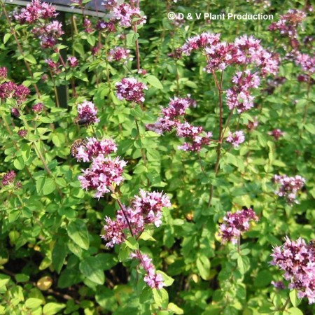 Origanum vulgare - wilde marjolein