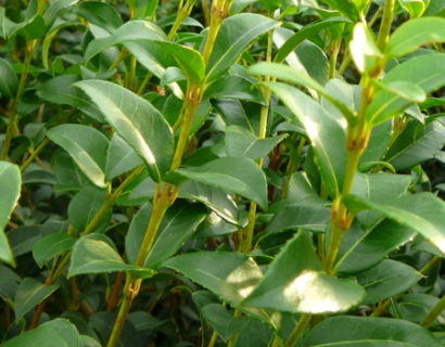 Osmanthus burkwoodii