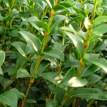 Osmanthus burkwoodii pot 2 liter 20/30