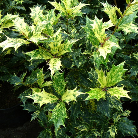 Osmanthus heterophyllus ‘Goshiki’ of ‘Tricolor’ - schijnhulst