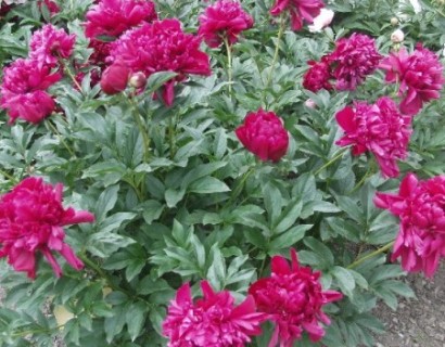 Paeonia lactiflora ‘Karl Rosenfield’ (grote pot) - 