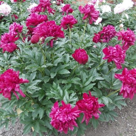 Paeonia lactiflora ‘Karl Rosenfield’ (grote pot) - 