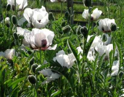 Papaver orientale ‘Royal Wedding’ - klaproos