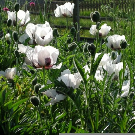 Papaver orientale ‘Royal Wedding’ - klaproos