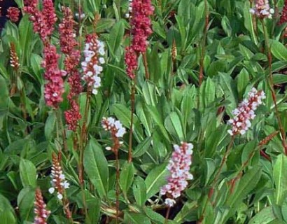 Persicaria affinis ‘Darjeeling Red’ - duizendknoop