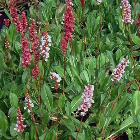 Persicaria affinis ‘Darjeeling Red’ - duizendknoop