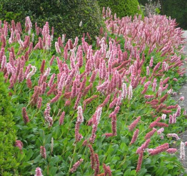 Persicaria affine 'Superba'.