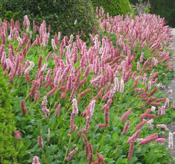 Persicaria affine 'Superba'.