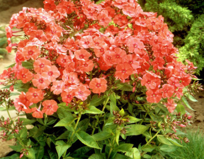 Phlox paniculata ‘Orange Perfection’