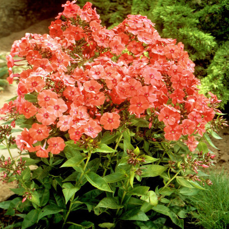 Phlox paniculata ‘Orange Perfection’ - vlambloem