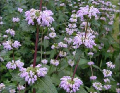 Phlomis tuberosa - brandkruid