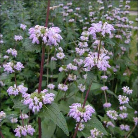 Phlomis tuberosa - brandkruid