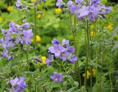 Polemonium caeruleum - jacobsladder