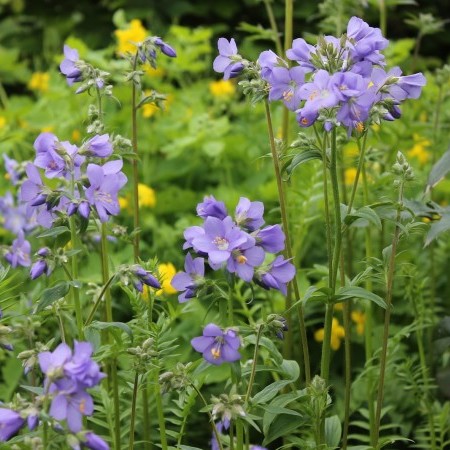 Polemonium caeruleum - jacobsladder