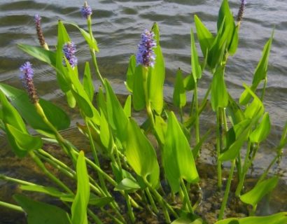 Pontederia cordata - snoekkruid