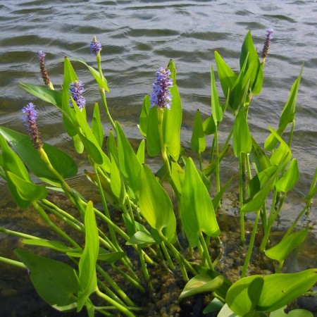 Pontederia cordata - snoekkruid